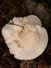 Hydnum albidum