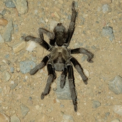 Aphonopelma johnnycashi