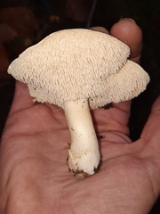Hydnum albidum