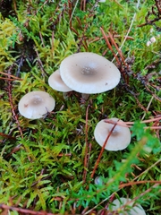 Clitocybe vibecina