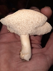 Hydnum albidum