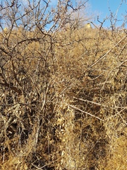 Rhamnus erythroxylum