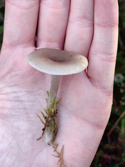 Clitocybe vibecina