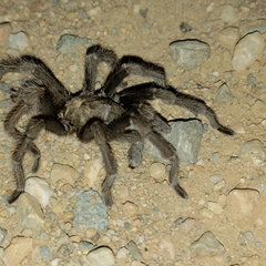 Aphonopelma johnnycashi
