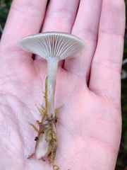 Clitocybe vibecina