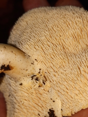 Hydnum albidum