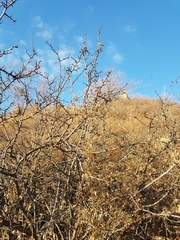 Rhamnus erythroxylum