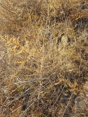 Asparagus burjaticus
