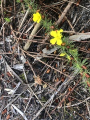 Hibbertia prostrata
