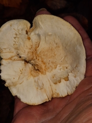 Hydnum albidum