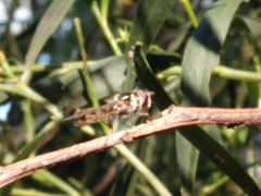 Simosyrphus grandicornis