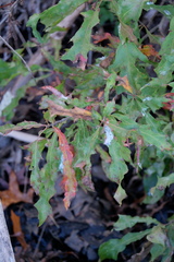 Quercus × heterophylla
