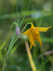 Calochortus amabilis