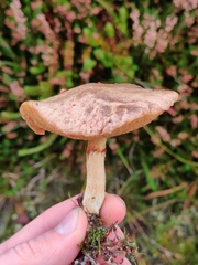 Suillus flavidus