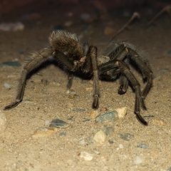 Aphonopelma johnnycashi