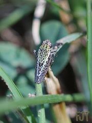 Graphocephala guerreroensis