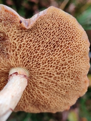 Suillus flavidus
