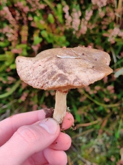 Suillus flavidus