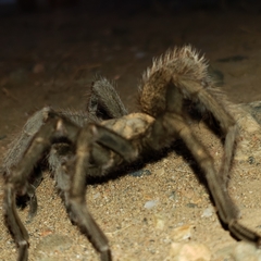 Aphonopelma johnnycashi