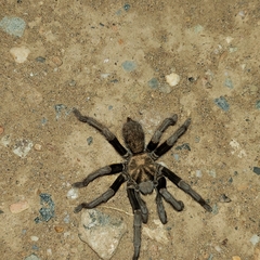 Aphonopelma johnnycashi