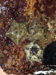 Cryptasterina pentagona