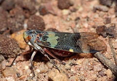 Scaralis versicolor
