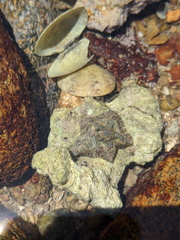 Cryptasterina pentagona