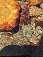 Cryptasterina pentagona