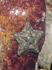 Cryptasterina pentagona