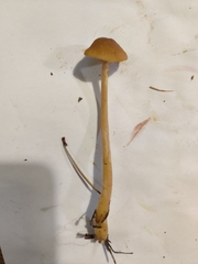 Entoloma cetratum