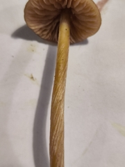 Entoloma cetratum