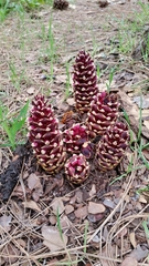 Kopsiopsis strobilacea