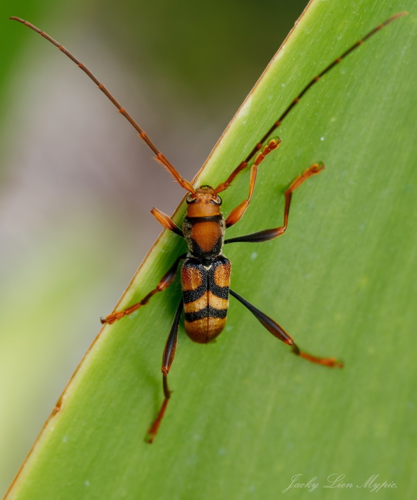 Tiger longhorn