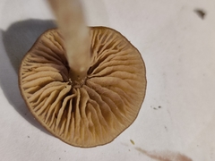 Entoloma cetratum