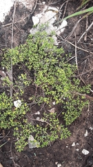 Sedum nuttallii