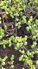 Sedum nuttallii
