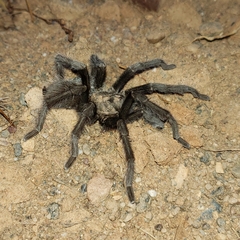 Aphonopelma johnnycashi