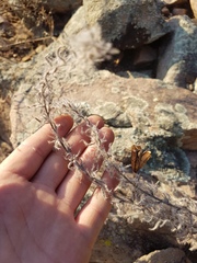 Stenosolenium saxatile