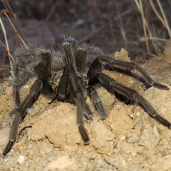 Aphonopelma johnnycashi
