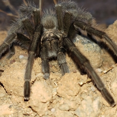 Aphonopelma johnnycashi
