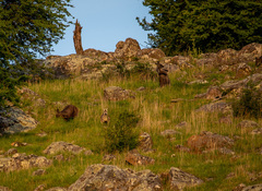 Osphranter robustus robustus