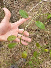 Vincetoxicum carnosum