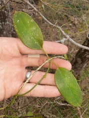 Vincetoxicum carnosum