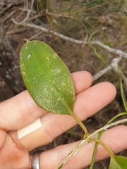 Vincetoxicum carnosum