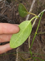 Vincetoxicum carnosum