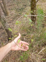 Vincetoxicum carnosum