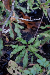 Quercus × heterophylla