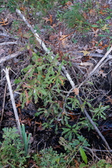 Quercus × heterophylla