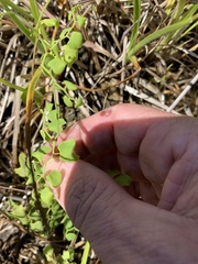 Lygodium microphyllum