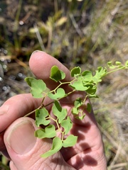 Lygodium microphyllum